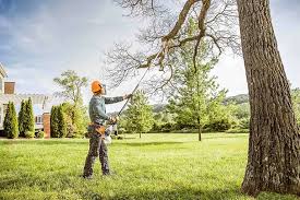 Best Tree Maintenance Programs  in Hillsboro, MO